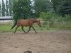 dressage horse Butterfly (Pony without race description, 2007)