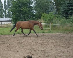 Dressurpferd Butterfly (Pony ohne Rassebezeichnung, 2007)