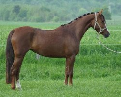 broodmare A Koko Bella (German Riding Pony, 2011, from Popcorn WE)