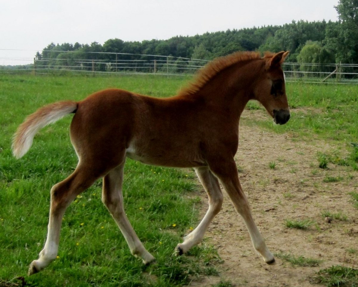 jumper Nesquik 26 (German Riding Pony, 2014, from Fehkamps Nightley)