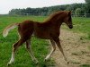 jumper Nesquik 26 (German Riding Pony, 2014, from Fehkamps Nightley)