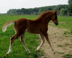 jumper Nesquik 26 (Deutsches Reitpony, 2014, from Fehkamps Nightley)