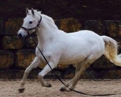 dressage horse Chiara (Oldenburg, 1999)