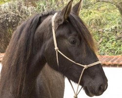 dressage horse Preciosa (Pura Raza Espanola (PRE), 2012)