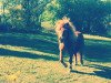 dressage horse Fury (Shetland Pony, 2000)