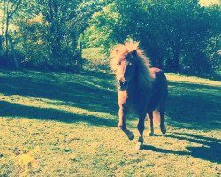 dressage horse Fury (Shetland Pony, 2000)