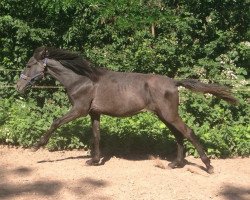 Pferd Alegre Estrella (Pura Raza Espanola (PRE), 2013, von Il Rondador)