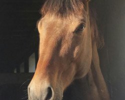 dressage horse Golden Dancer (Oldenburg, 2000)