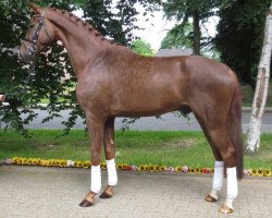 dressage horse Wallach von Sarkozy (Oldenburg, 2010, from Sarkozy 3)