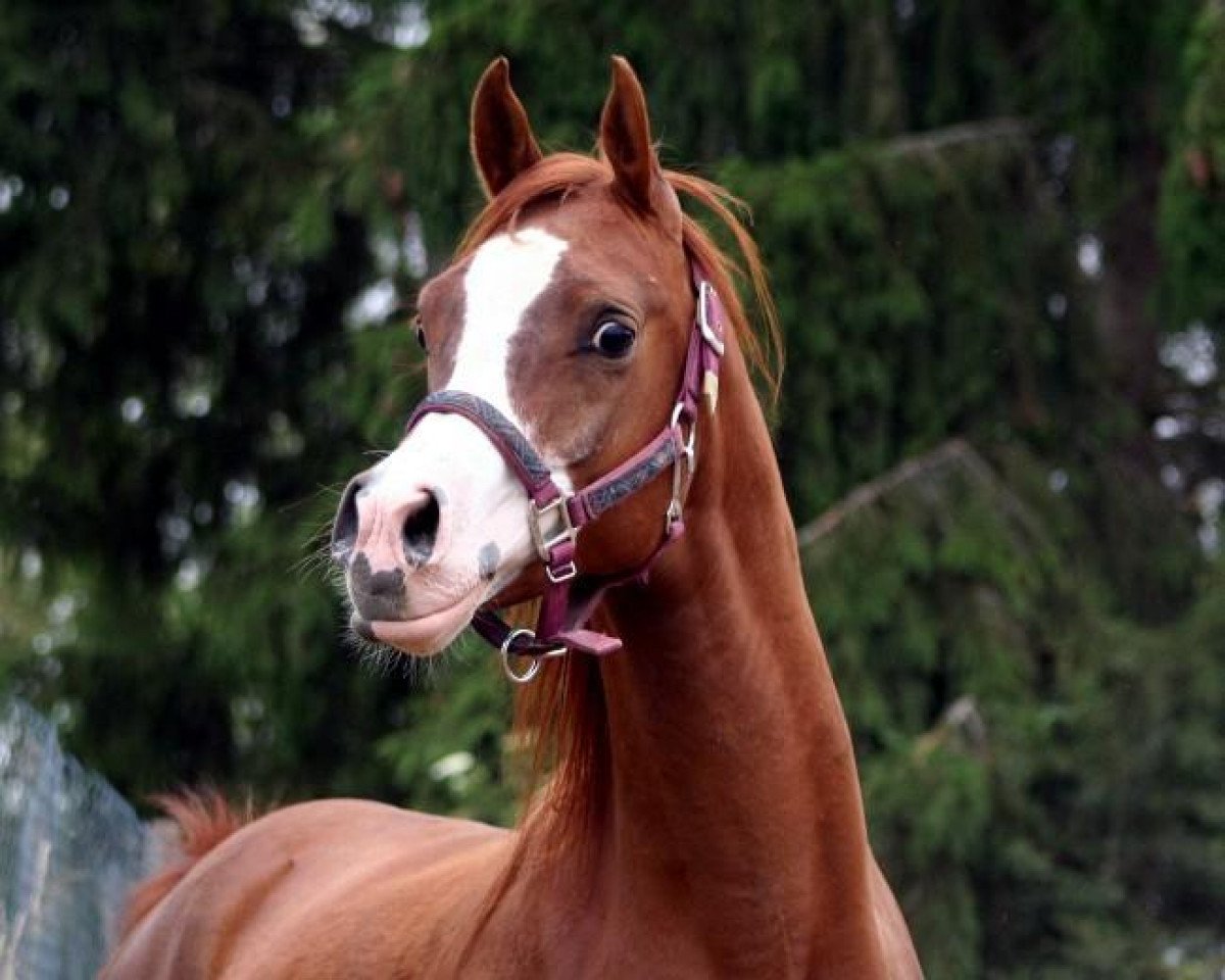 dressage horse Manolo ox (Arabian purebred, 2006, from FS Eternal Flame ox)