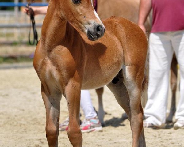 Dressurpferd Carpe Diem R O W A N (Welsh Pony (Sek.B), 2014, von Halifax)