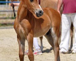 Dressurpferd Carpe Diem R O W A N (Welsh Pony (Sek.B), 2014, von Halifax)