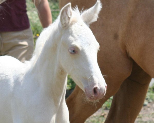broodmare Carpe Diem LARIMAR (German Riding Pony, 2014, from The Braes My Mobility)