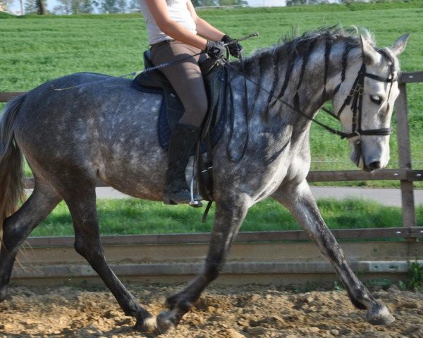 Zuchtstute Fatima (Pura Raza Espanola (PRE), 2007)