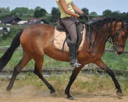 Pferd Galetta (Pura Raza Espanola (PRE), 2008, von Sonajero X)