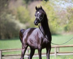 horse Alba Shakar ox (Arabian thoroughbred, 2013, from Uranos EAO)