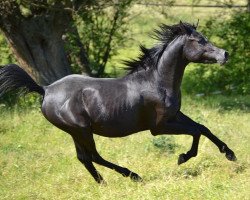 stallion AE Egyptian Aliyy Jamil EAO (Arabian thoroughbred, 2012, from AE Haalim Jamil EAO)