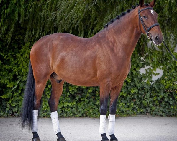 horse Charmoso CWO (Lusitano, 2007, from Guloso)