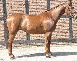 broodmare Sahara (Hanoverian, 2009, from Stolzenberg)