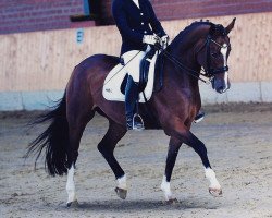 dressage horse Qashqai 5 (Oldenburg, 2007, from Quidam's As)