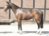 broodmare Filis (German Riding Pony, 2008)