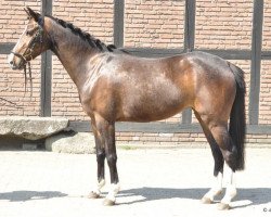 broodmare Filis (German Riding Pony, 2008)