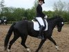 dressage horse F³rstin Rocco S (Hanoverian, 2010, from Fuerst Rousseau)