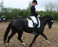 dressage horse F³rstin Rocco S (Hanoverian, 2010, from Fuerst Rousseau)