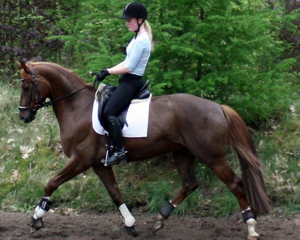 dressage horse Da Vinci 238 (Hanoverian, 2008, from Don Frederico)