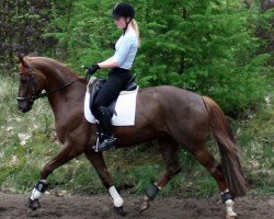 dressage horse Da Vinci 238 (Hanoverian, 2008, from Don Frederico)