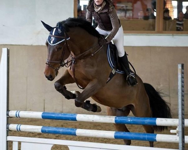 dressage horse Stubbenhof's Casimir (Holsteiner, 2009)