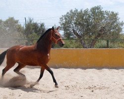 Zuchtstute Remolona IV (Pura Raza Espanola (PRE), 2006)