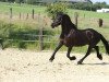 dressage horse Anouk (Friese, 2008)