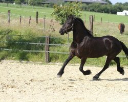 Dressurpferd Anouk (Friese, 2008)