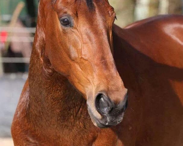 Springpferd Bronko (Westfale, 2007)