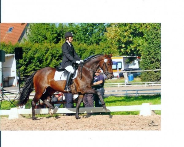 broodmare Lorena Dance (German Sport Horse, 2010, from Lord Fantastic)