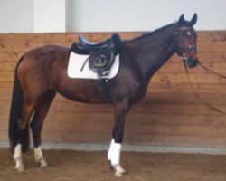 dressage horse Christine (Deutsches Sportpferd, 2010, from Christ)