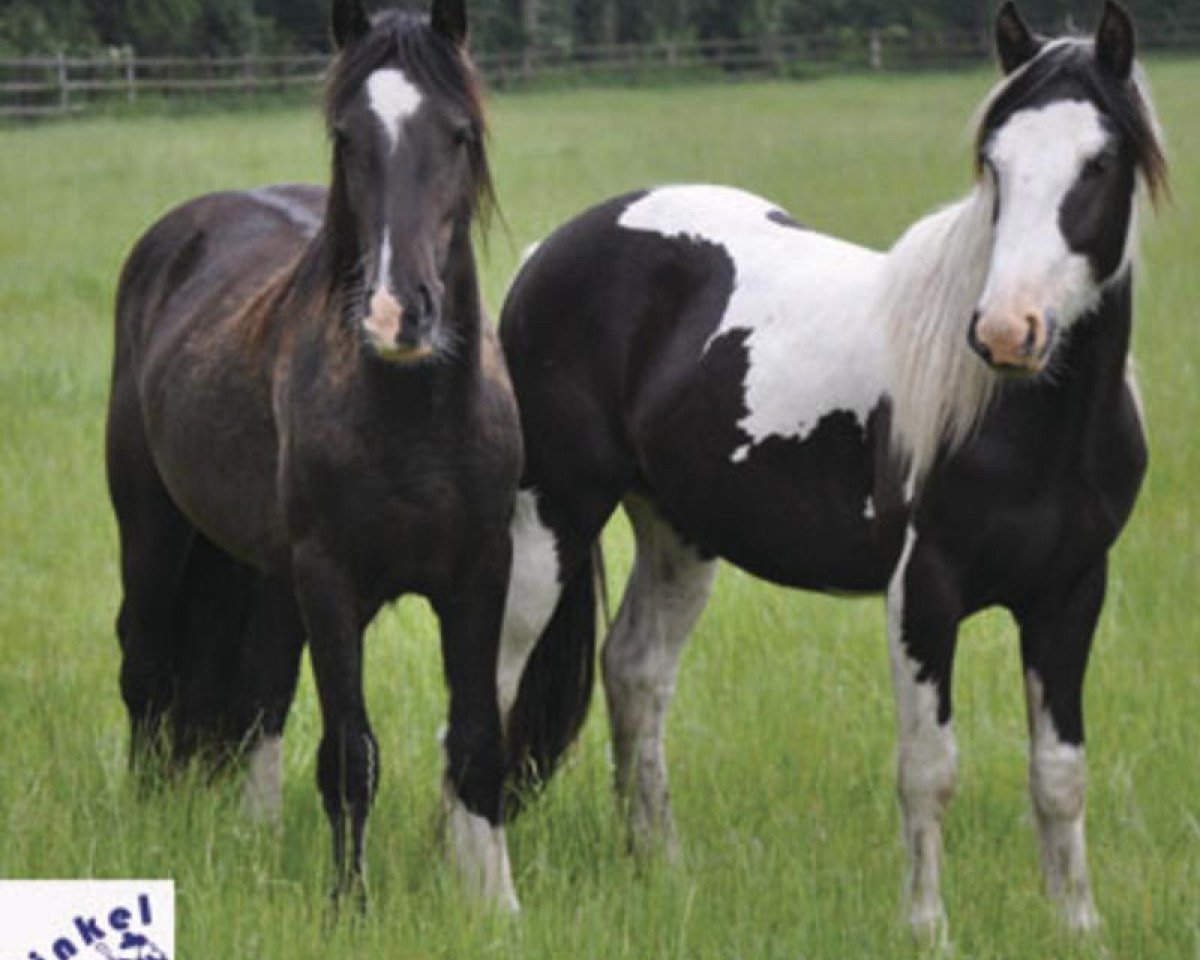 Deckhengst Tinker / Irish Cob / Gypsy Vanner (Tinker / Irish Cob / Gypsy Vanner, 2012)