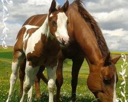 stallion Catstones Dakota Joe (Paint Horse, 2014, from Am Mad Max)