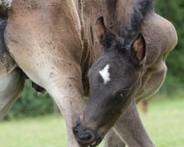 horse Tarik Aziz Iv Najim (Arabian thoroughbred, 2014, from PA Shai Najim)