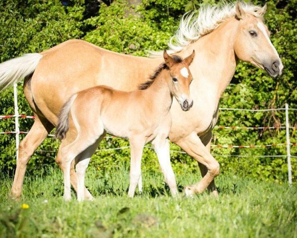 horse Sweet Shai Naomi (Quarter Horse, 2014, from PA Shai Najim)