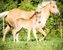 Pferd Sweet Shai Naomi (Quarter Horse, 2014, von PA Shai Najim)