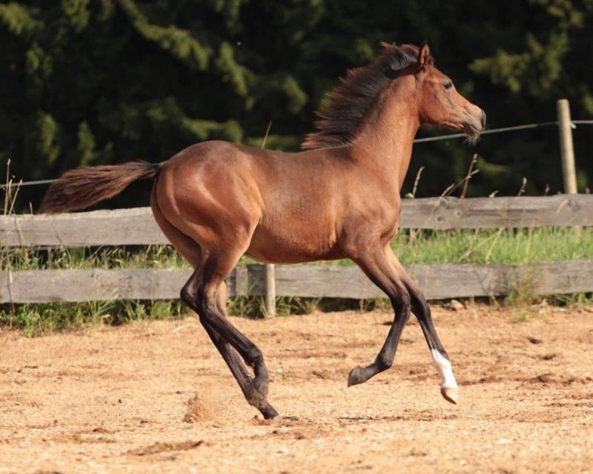 horse Najim's Sweet Florance (Quarab, 2013, from PA Shai Najim)