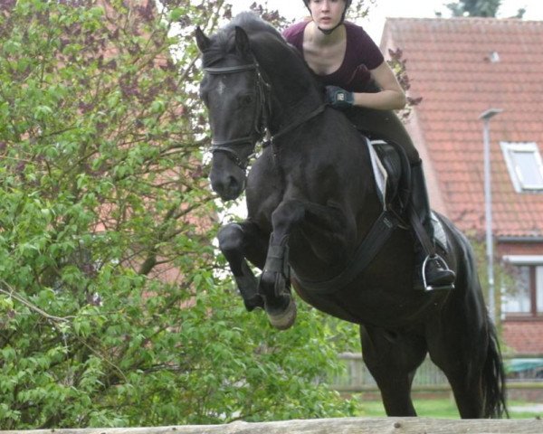 jumper Lux (Hanoverian, 2010, from Levistano)