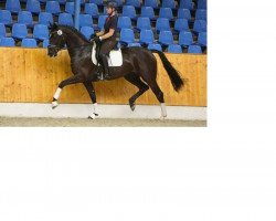 dressage horse Oldenburger (Oldenburg, 2011, from Surprice)