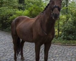 dressage horse Robin von Loxley (Hanoverian, 2002, from Rohdiamant)