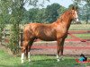 dressage horse Fabio (KWPN (Royal Dutch Sporthorse), 2010)