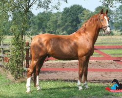 dressage horse Fabio (KWPN (Niederländisches Warmblut), 2010)