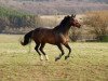 dressage horse Fine (German Warmblood, 2008)