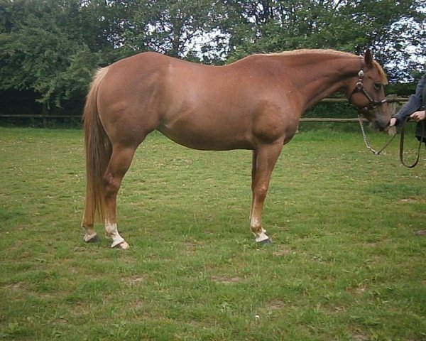 horse Shocks Huntress (Appaloosa, 2008, from Roamin In The Weeds)